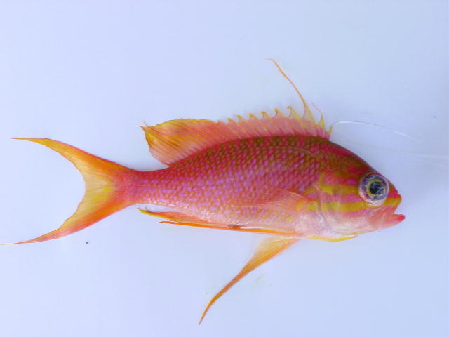 Anthias anthias_1.jpg